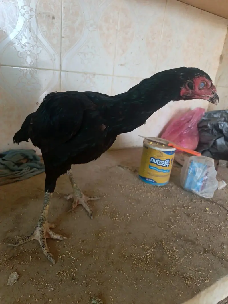 Aseel imported thia hen — photo 4
