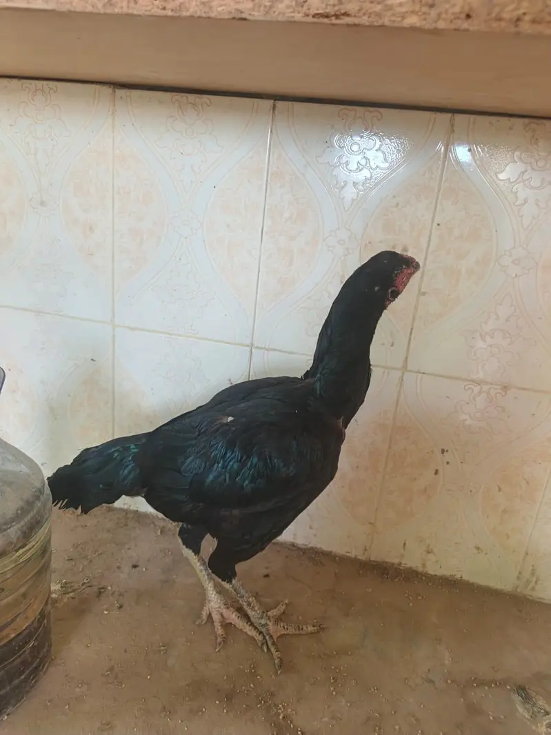 Aseel imported thia hen — photo 5