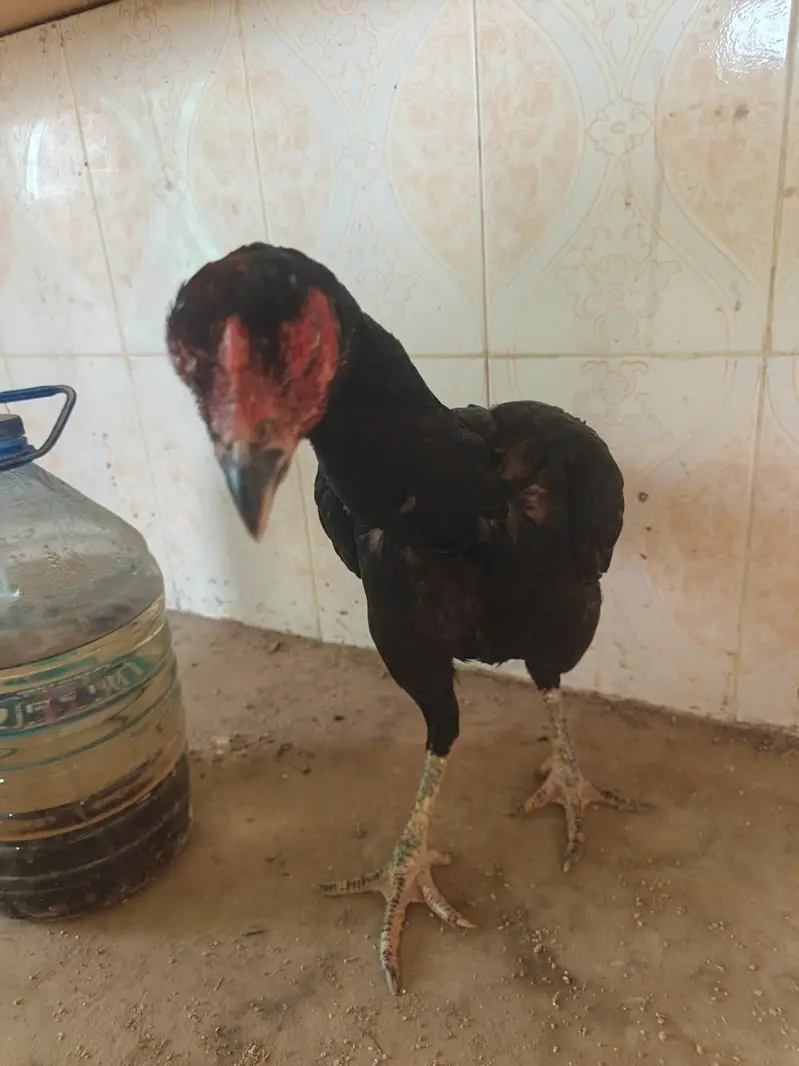 Aseel imported thia hen — photo 6