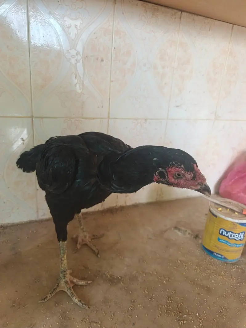 Aseel imported thia hen — photo 7