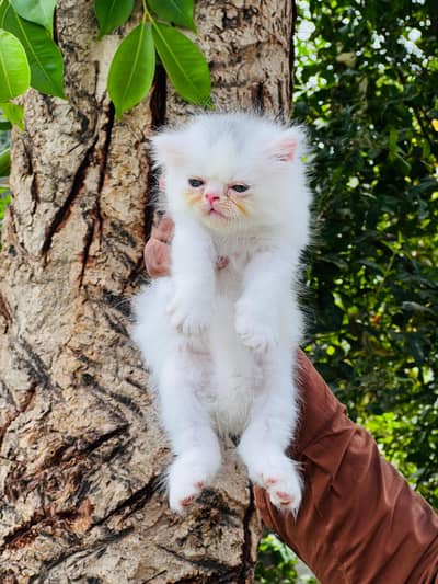 paki face Kitten for sale
