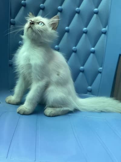 Persian kitten /Blue eyes kitten/03247627801 WhatsApp/Himalayan kitten