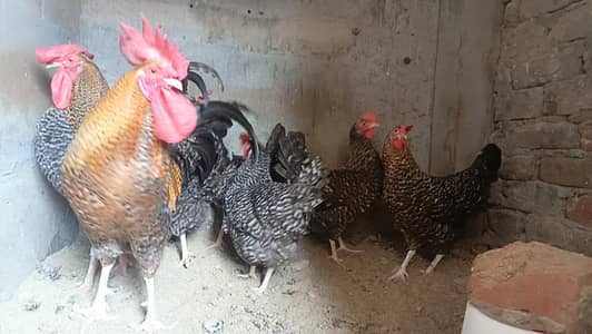 playmouth hens and dasi hens