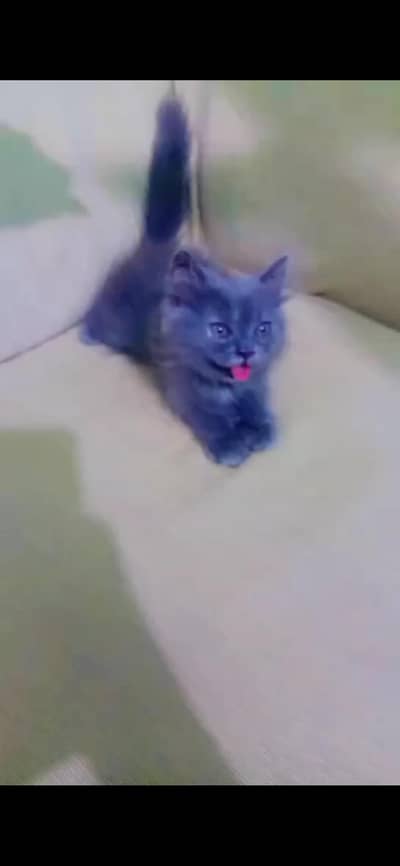 Persian pair for sale