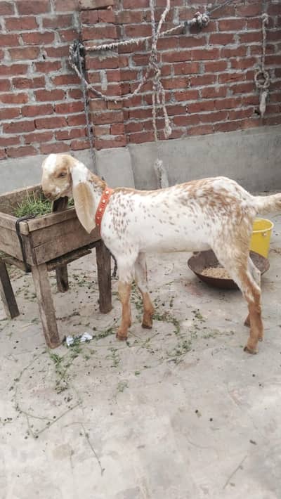 makhi chena breeder