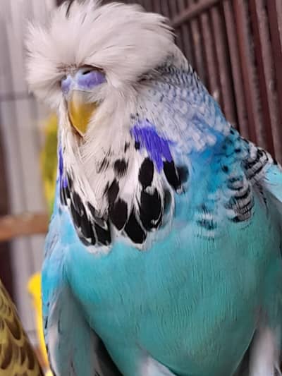 exhibition budgie