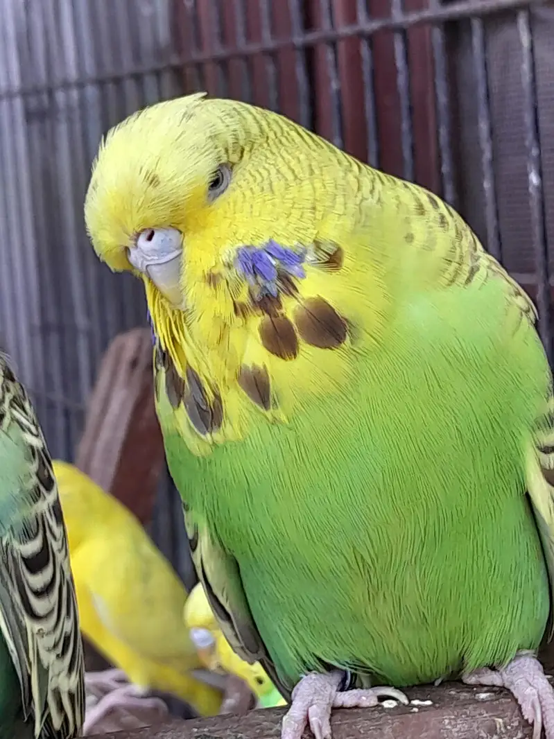 exhibition budgie — photo 2