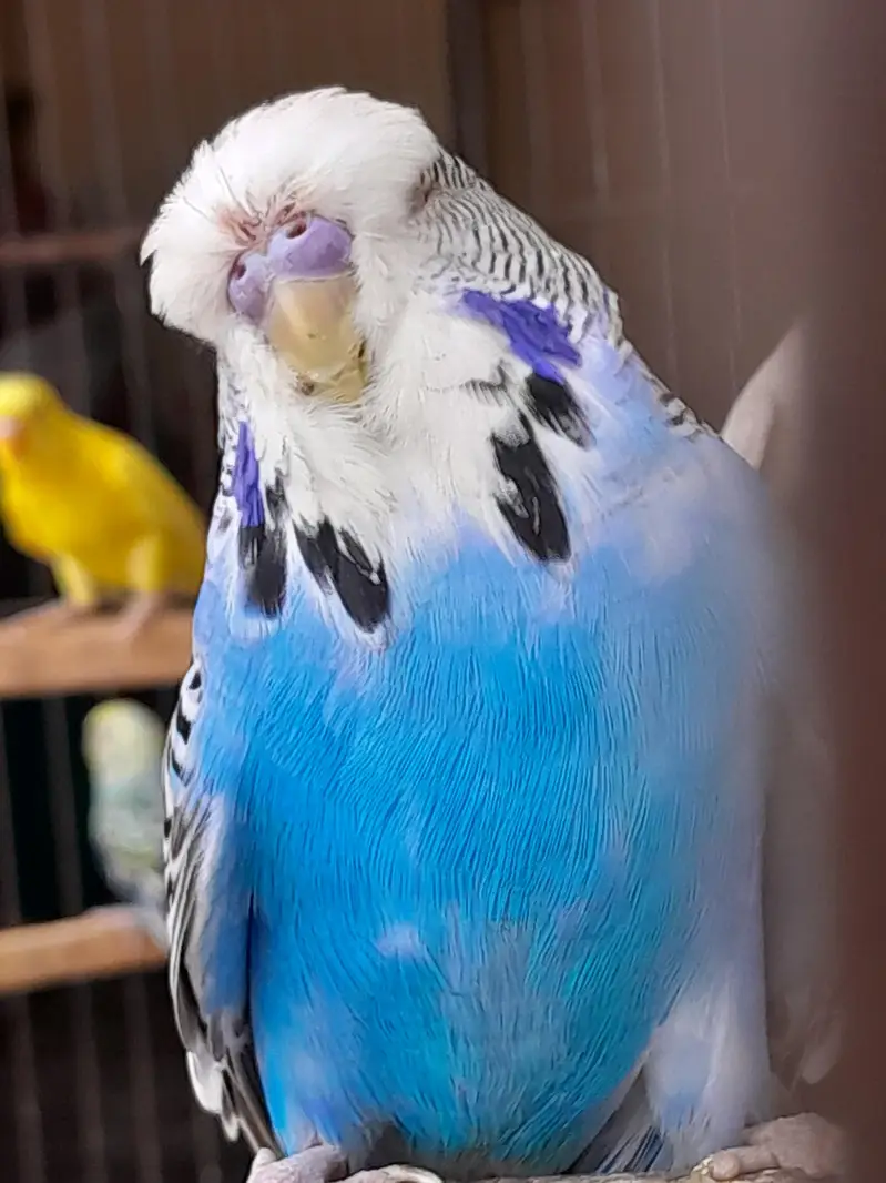 exhibition budgie — photo 3