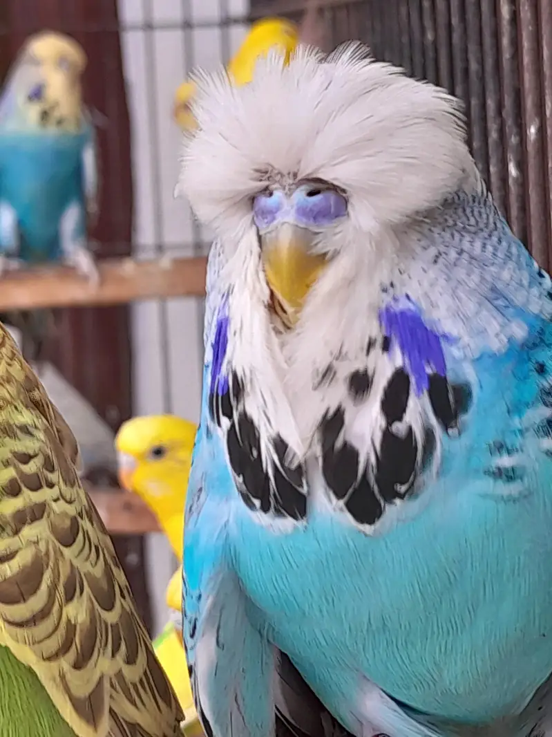 exhibition budgie — photo 4