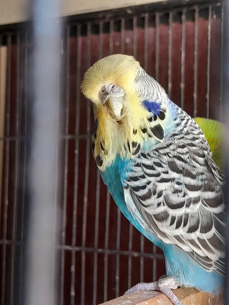 exhibition budgie — photo 5
