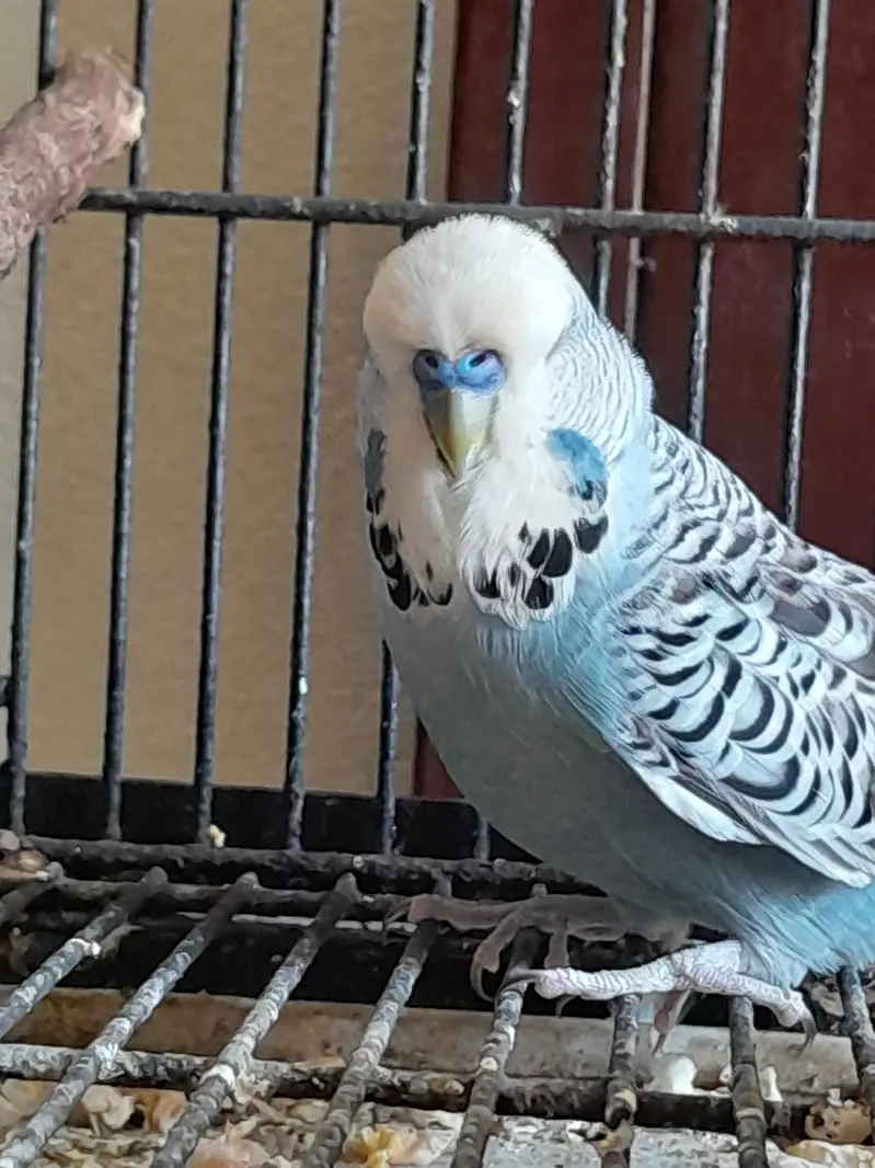 exhibition budgie — photo 6