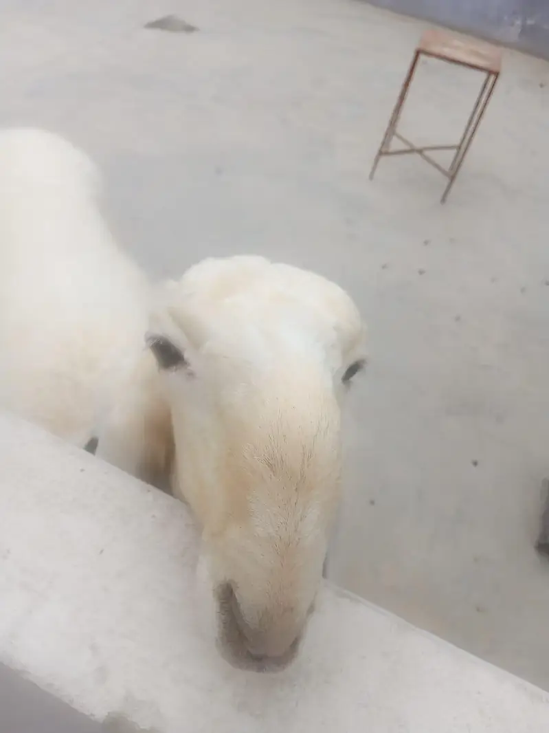 dumba/Sheep — photo 2