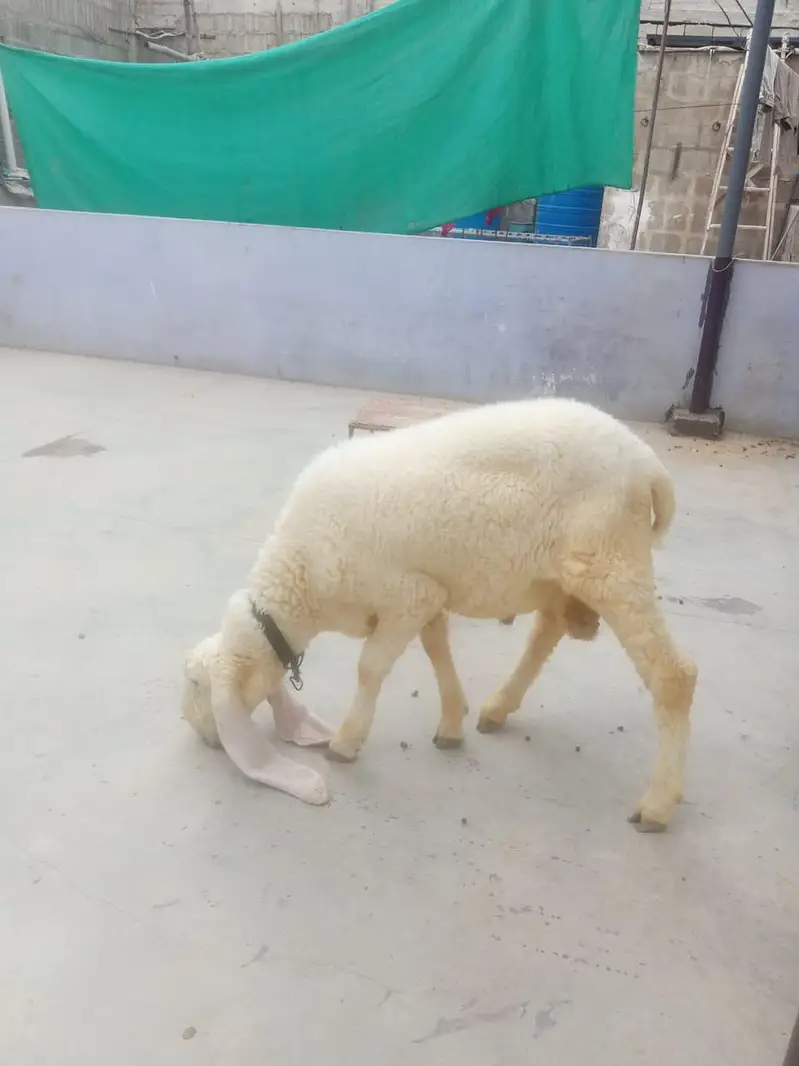 dumba/Sheep — photo 4