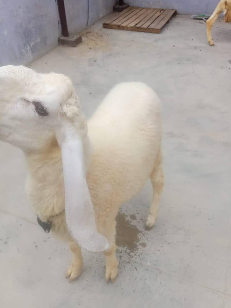 dumba/Sheep 4