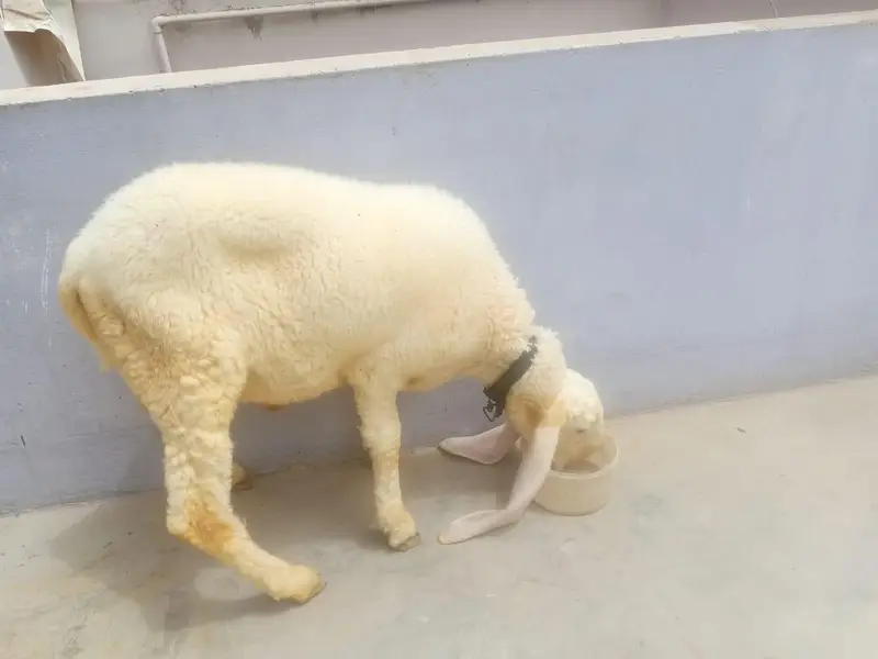 dumba/Sheep — photo 6
