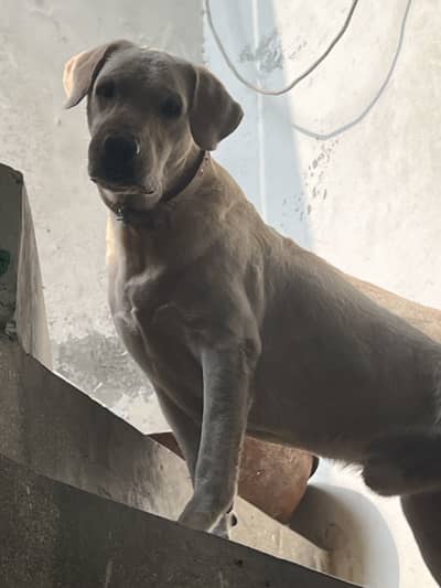 Labrador male for sale , exchange with bully and stud (mating)
