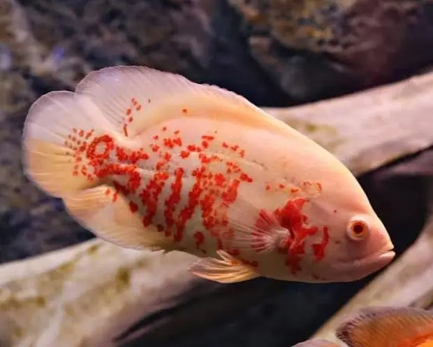 imported fishes  — photo 2