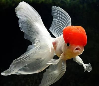 imported fishes 