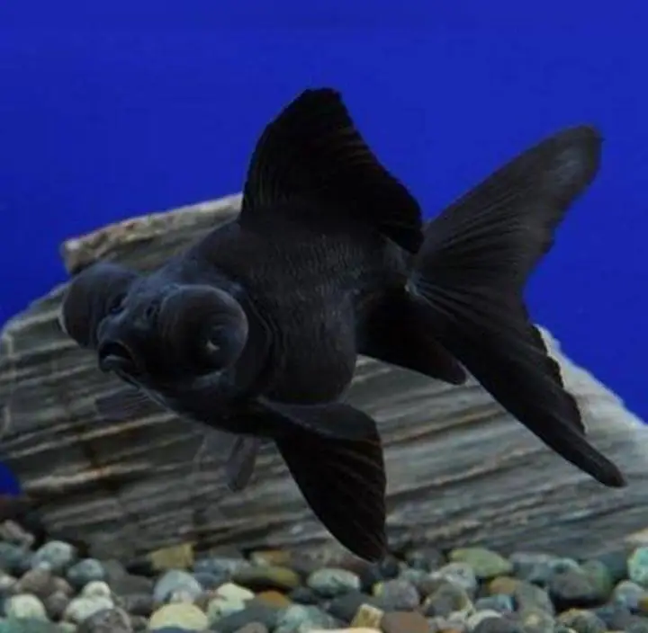 imported fishes  — photo 3