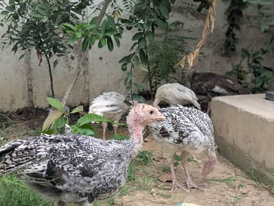 Turkey active chicks