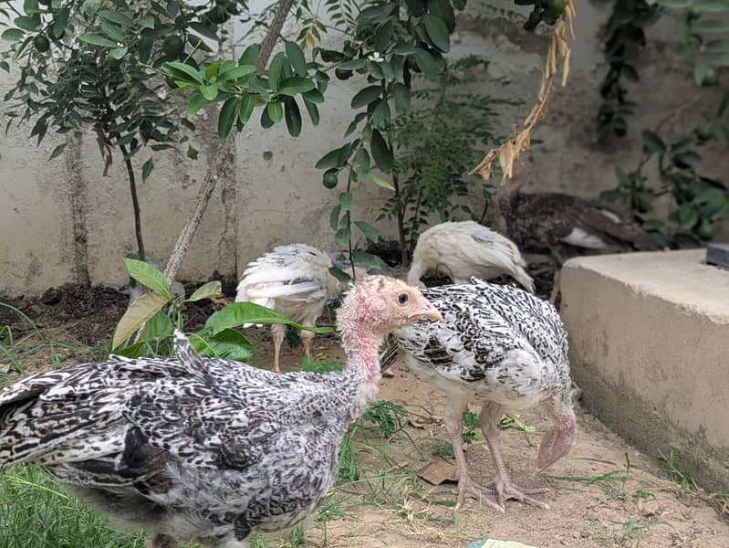 Turkey active chicks 0