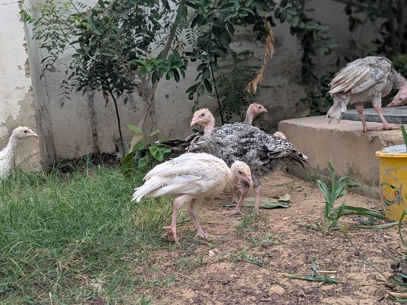 Turkey active chicks 1