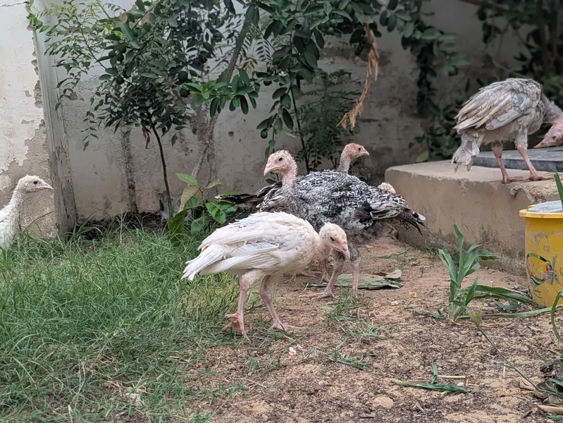 Turkey active chicks — photo 2