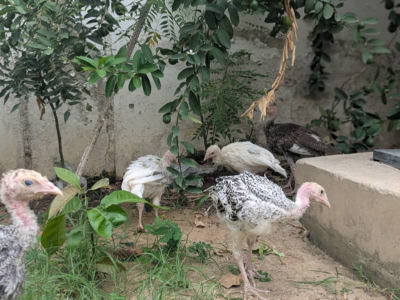 Turkey active chicks 2