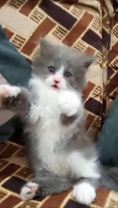 kitten for sale