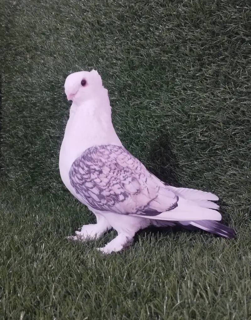 Sentient Pigeon