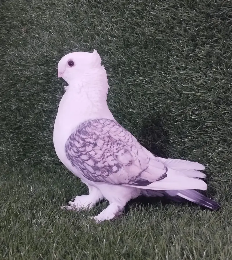 Sentient Pigeon — photo 2