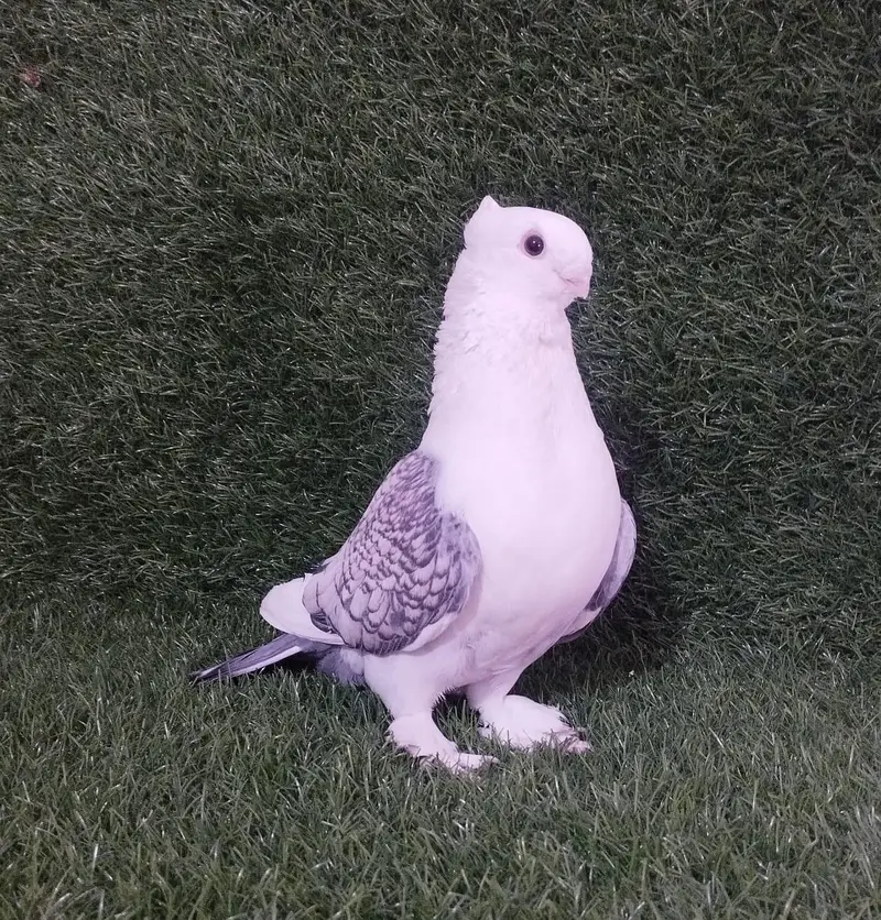Sentient Pigeon — photo 3