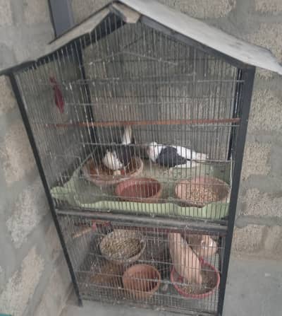 5 birds 1 cage 2 portions