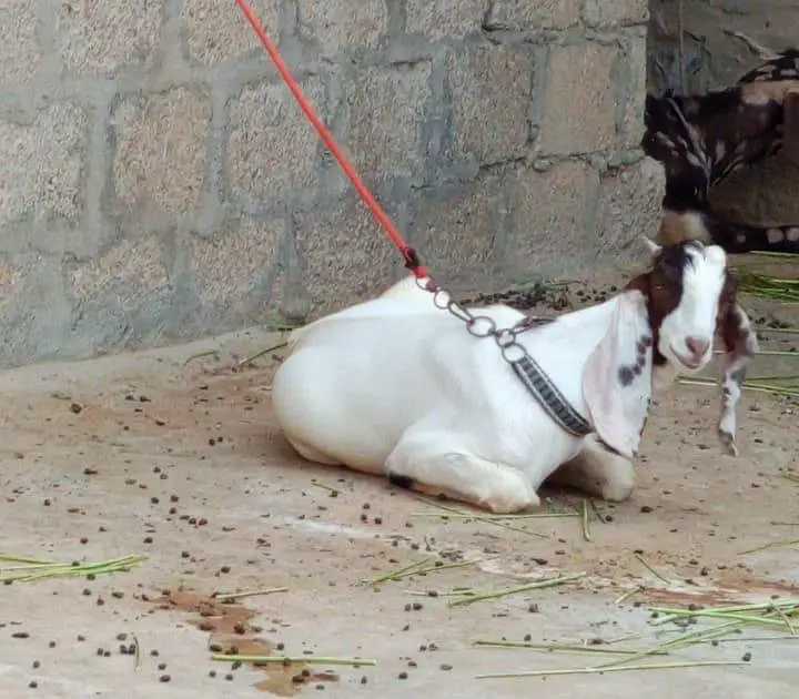 2 Kamori Tapri Cross Breed Bakray Lumpsum- 2 Active Male Breeders — photo 3