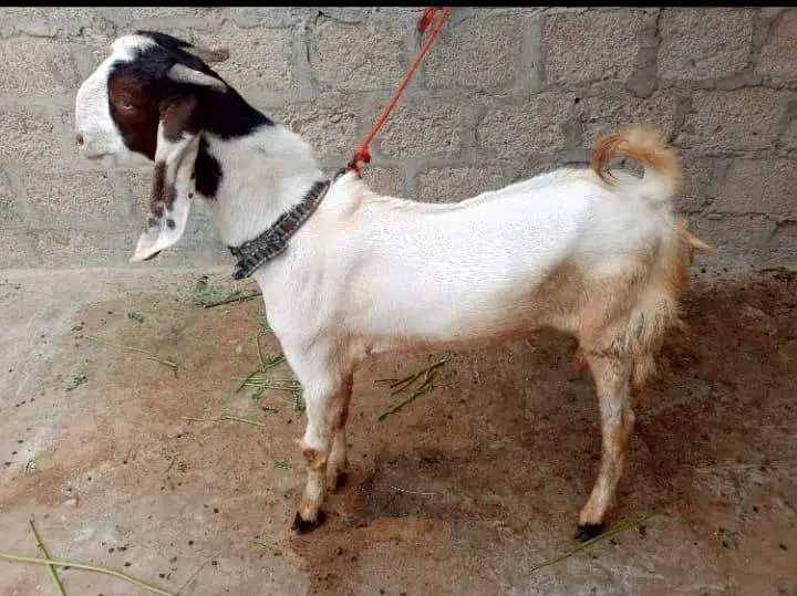 2 Kamori Tapri Cross Breed Bakray Lumpsum- 2 Active Male Breeders — photo 5