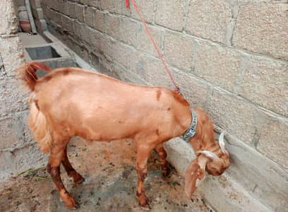2 Kamori Tapri Cross Breed Bakray Lumpsum- 2 Active Male Breeders