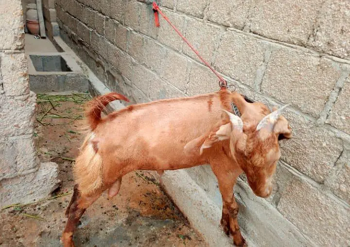 2 Kamori Tapri Cross Breed Bakray Lumpsum- 2 Active Male Breeders — photo 6