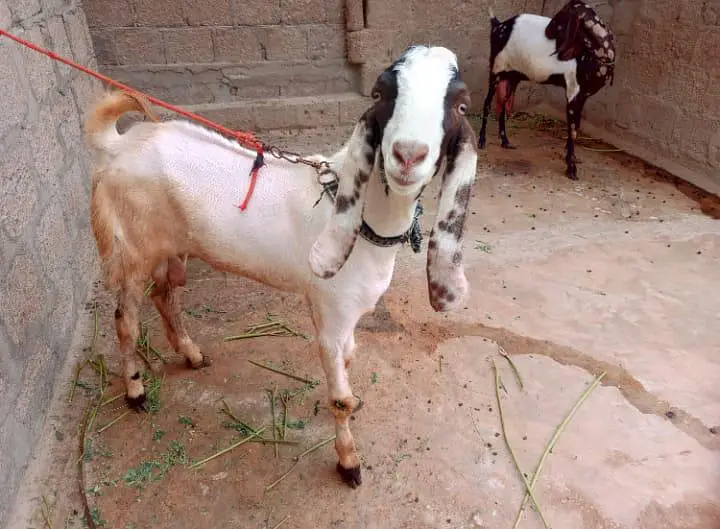 2 Kamori Tapri Cross Breed Bakray Lumpsum- 2 Active Male Breeders — photo 7