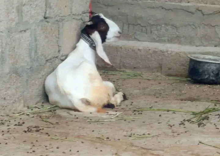 2 Kamori Tapri Cross Breed Bakray Lumpsum- 2 Active Male Breeders — photo 8