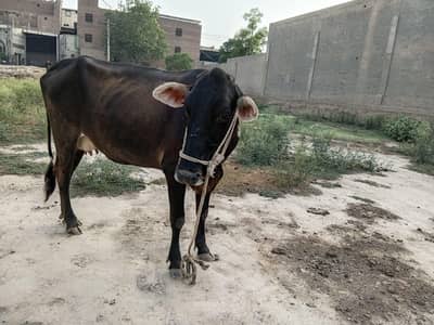 Mashallah jersey freezin cow 1 month pregnant doodh 5 kilo 03167180097