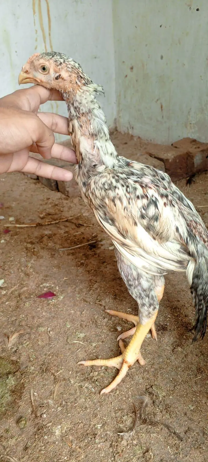 Assel shamo pair b ha bacho ma aur single male ma b mil gy ga — photo 4