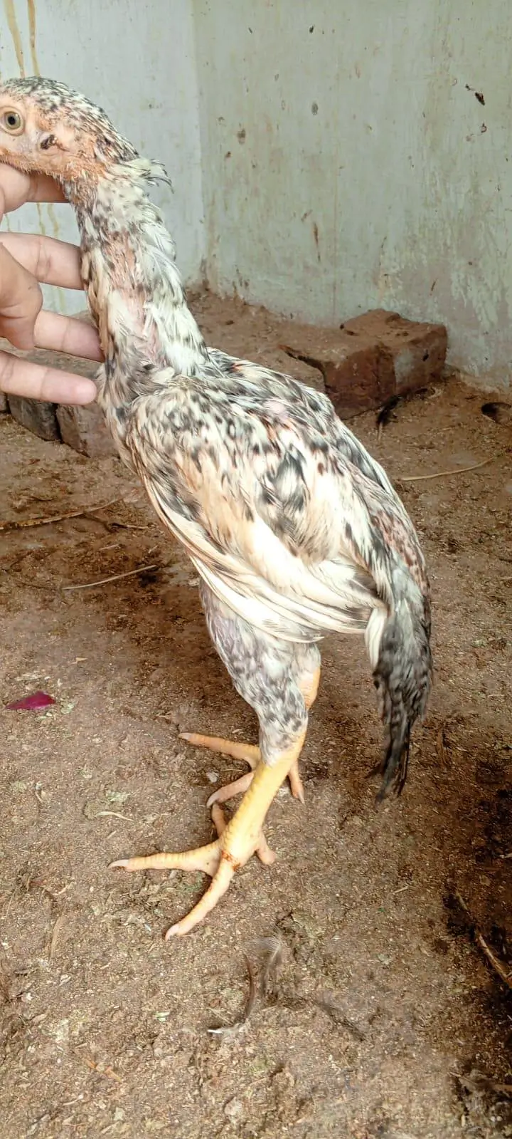 Assel shamo pair b ha bacho ma aur single male ma b mil gy ga — photo 5