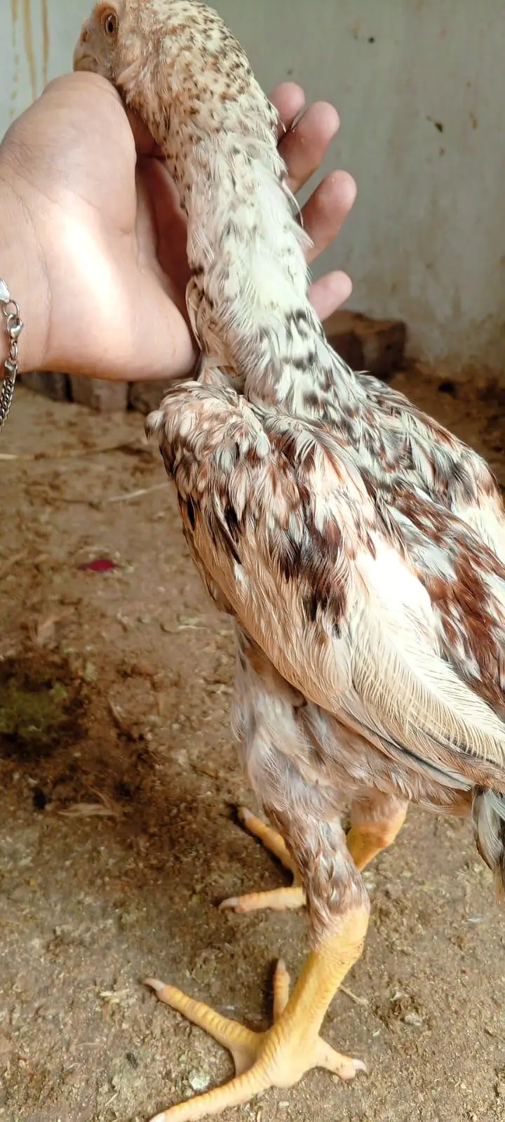 Assel shamo pair b ha bacho ma aur single male ma b mil gy ga — photo 12