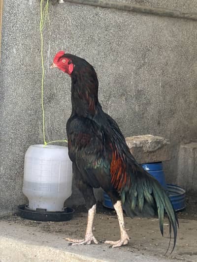Exchange possible with cheena/heera breeder