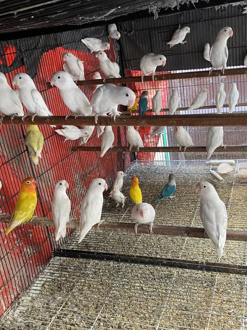 Albino — photo 2