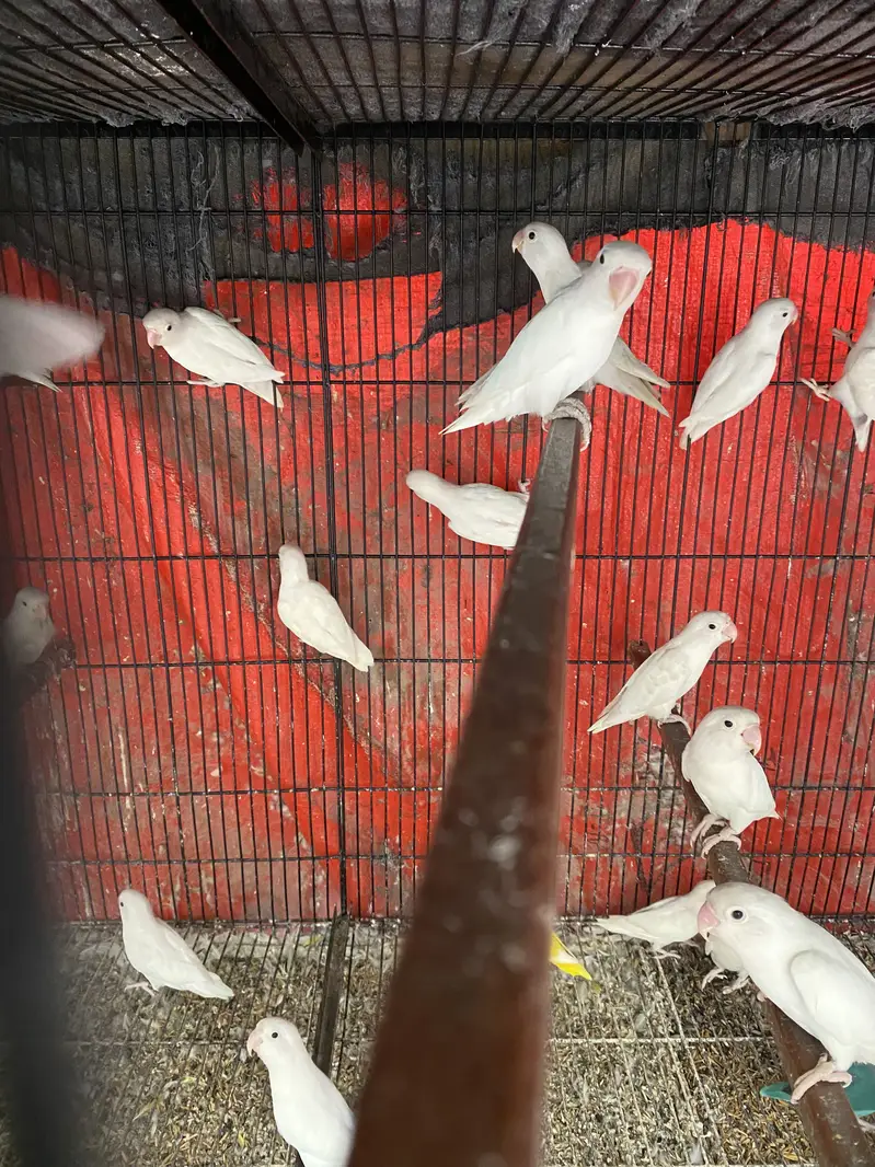 Albino — photo 3