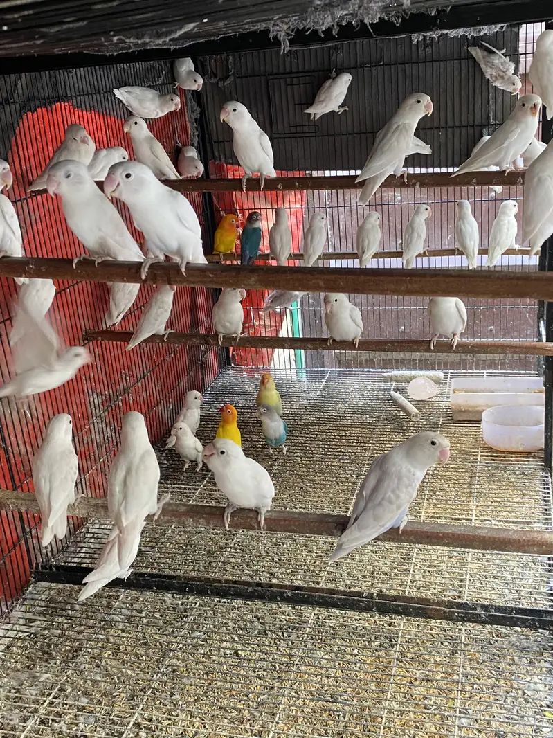 Albino — photo 4