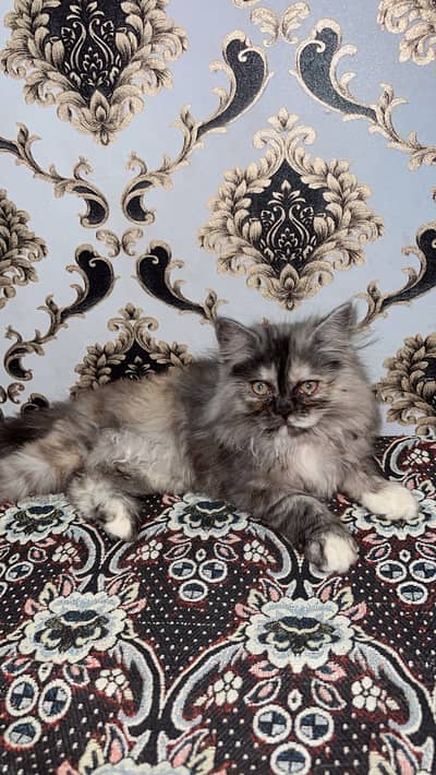 Persian Cat Triple Coat