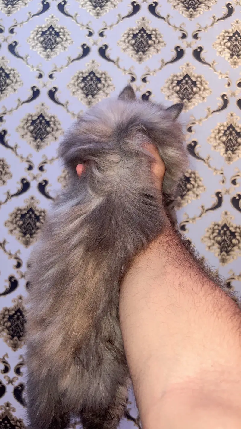 Persian Cat Triple Coat — photo 2