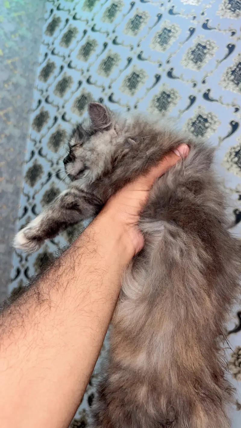 Persian Cat Triple Coat — photo 3